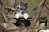 AKITA INU 052